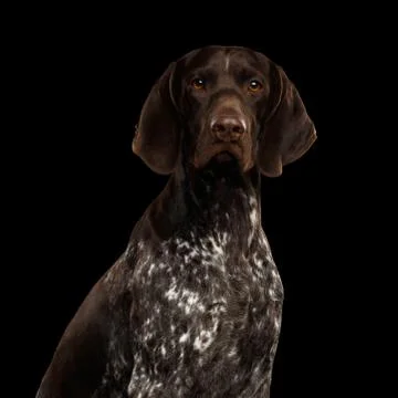 Potrait of German Shorthaired Pointer Dog or Kurzhaar Stock Photos