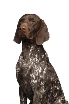 Potrait of German Shorthaired Pointer Dog or Kurzhaar 写真素材