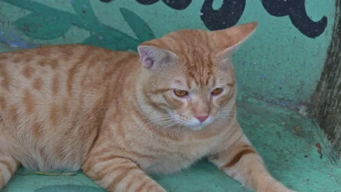 Potrait Ginger Cat 스톡 동영상 238888052