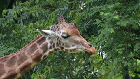 Potrait Giraffe at the zoo 스톡 동영상 235415893