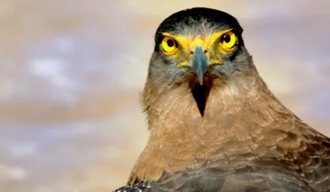 Potrait of a Golden Eagle Stock Photos