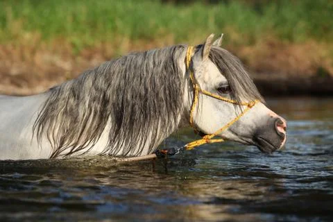 Potrait of gorgeous stallion which is bathing in river Stock Photos