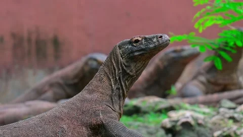 Potrait komodo dragon 스톡 동영상 235815612