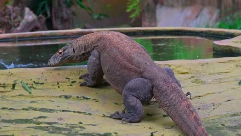 Potrait komodo dragon 스톡 동영상 246800123