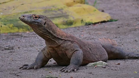 Potrait komodo dragon 스톡 동영상 246802910