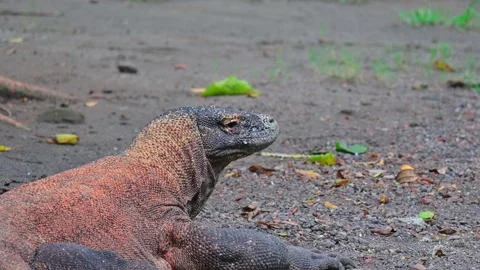 Potrait Komodo dragons are silent 스톡 동영상 235821707
