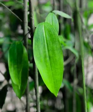 A potrait of the leaf in hidden nature Stock Photos