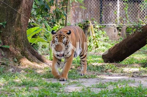 Potrait Of Malayan Tiger Stock Photos