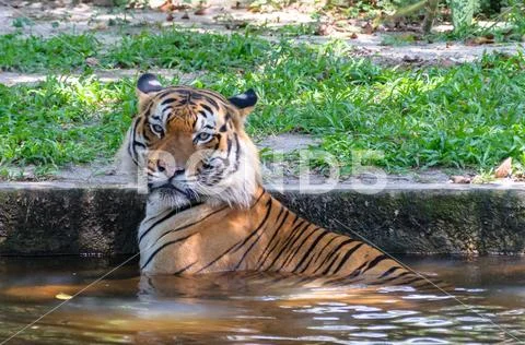 Potrait Of Malayan Tiger Stock Photos