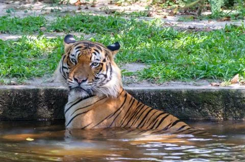 Potrait Of Malayan Tiger Stock Photos