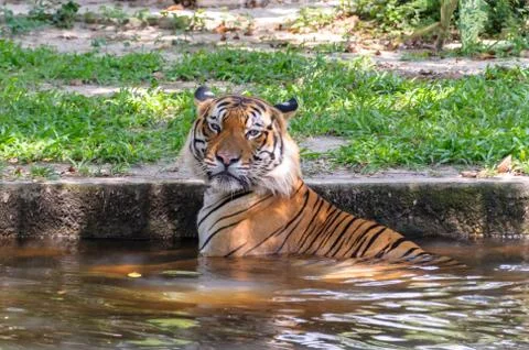Potrait Of Malayan Tiger Stock Photos