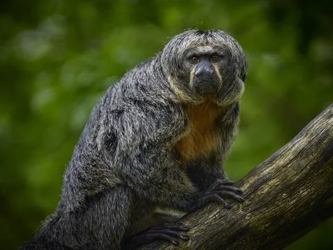 Potrait monkey white-face saki (pithecia pithecia) on green backgroun Stock Photos