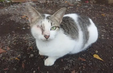 Potrait of One Eye Cat or Blind Cat Stock Photos