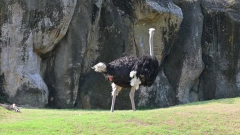 Potrait ostrich 스톡 동영상 265531618