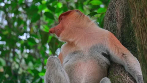 Potrait proboscis monkey Stock-Footage 246798305