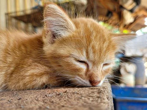 Potrait sleeping orange kitten Stock Photos