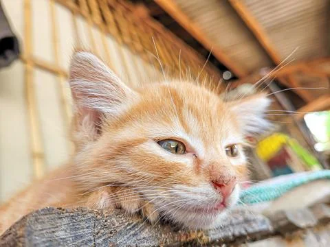 Potrait sleeping orange kitten Stock Photos