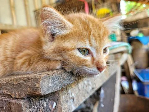 Potrait sleeping orange kitten Stock Photos