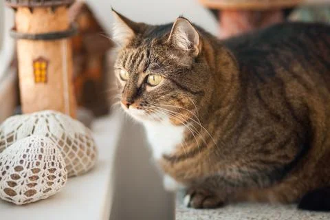 Potrait of the tabby cat, close up Stock Photos