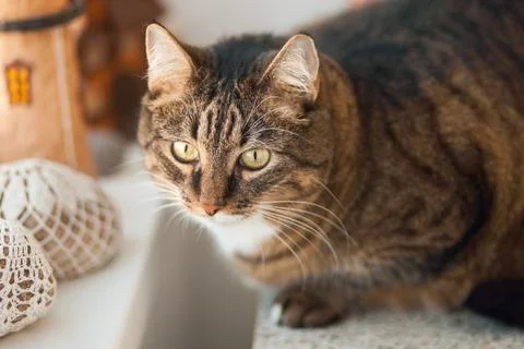 Potrait of the tabby cat, close up Stock Photos