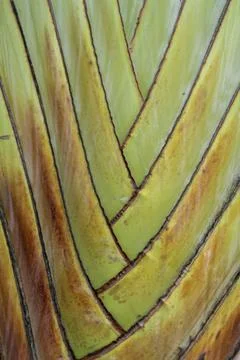 Potrait tropical palm leaf texture background Stock Photos