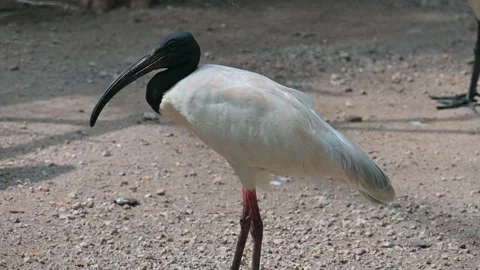 Potrait White Ibis 스톡 동영상 246802990