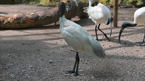 Potrait White Ibis Stock-Footage 246803148