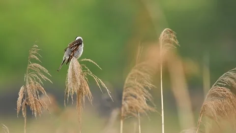 Potrzos bird Stock Footage 234717043