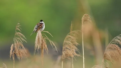 Potrzos bird Stock Footage 234717131