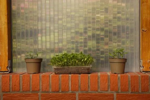 Pots and rectangular shape with plants between wooden poles, vegetable shoots Stock Photos