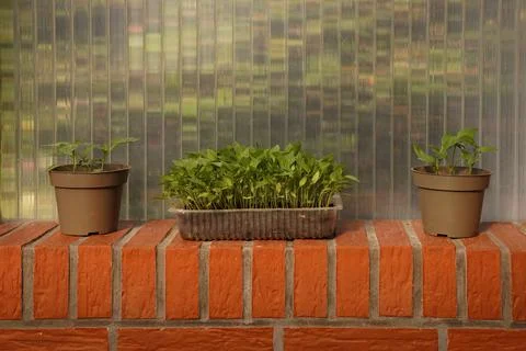 Pots and rectangular shape with plants between wooden poles, vegetable shoots Stockfoto's