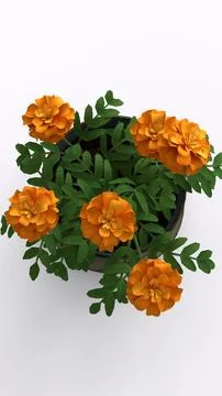 Pots and vase with flowers with white background Illustrazione stock