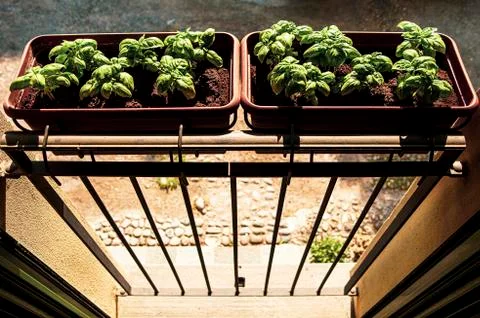 Pots of basil in the sun on a window in the house. vertical vegetable garden, Stock Photos