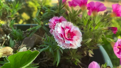 Pots of carnations and ants Stock Footage 171931993