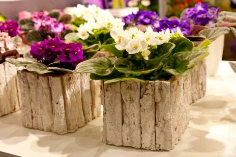 Pots with colored violets Stock Photos