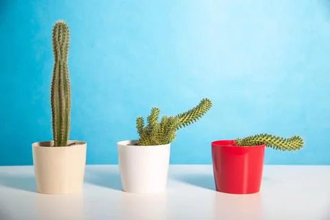 Pots with different cacti on a blue background. The concept of erection in men Stock Photos