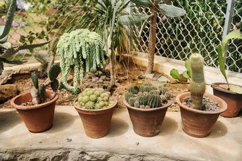 Pots with different types of exotic cacti Foto stock
