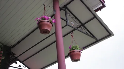 Pots of flowers hanged Stock Footage 75158799