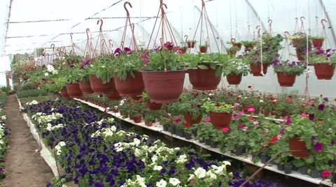 Pots with flowers in nursery Stock Footage 41118388