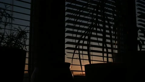 Pots with flowers on a window with blinds with the dawn sun. Smooth camera pan Stock Footage 220820798
