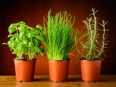 Pots with fresh herbs Foto stock