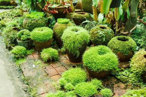 Pots in the garden with moss. Stock Photos