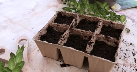 Pots for growing seeds,plants are on the table. Frame zoom. Stock Footage 172595305