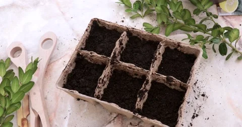 Pots for growing seeds,plants are on the table. Stock Footage 172595992