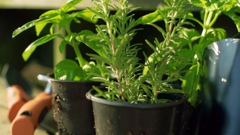 Pots with herbs Stock Footage 94122809