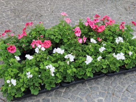 Pots with pelargoniums Stock Photos