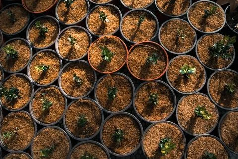 Pots with plants, small tree grown in A garden greenhouse. A hand touching Stock Photos