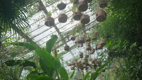 Pots with rare and common plants displayed in glasshouse in botanical garden Stock Footage 301012465
