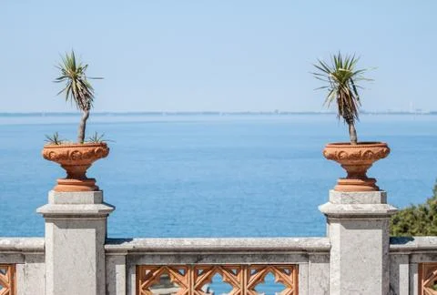 Pots with small palms on blue background Foto stock