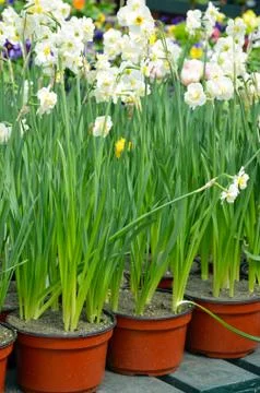 Pots of spring daffodils Stock Photos